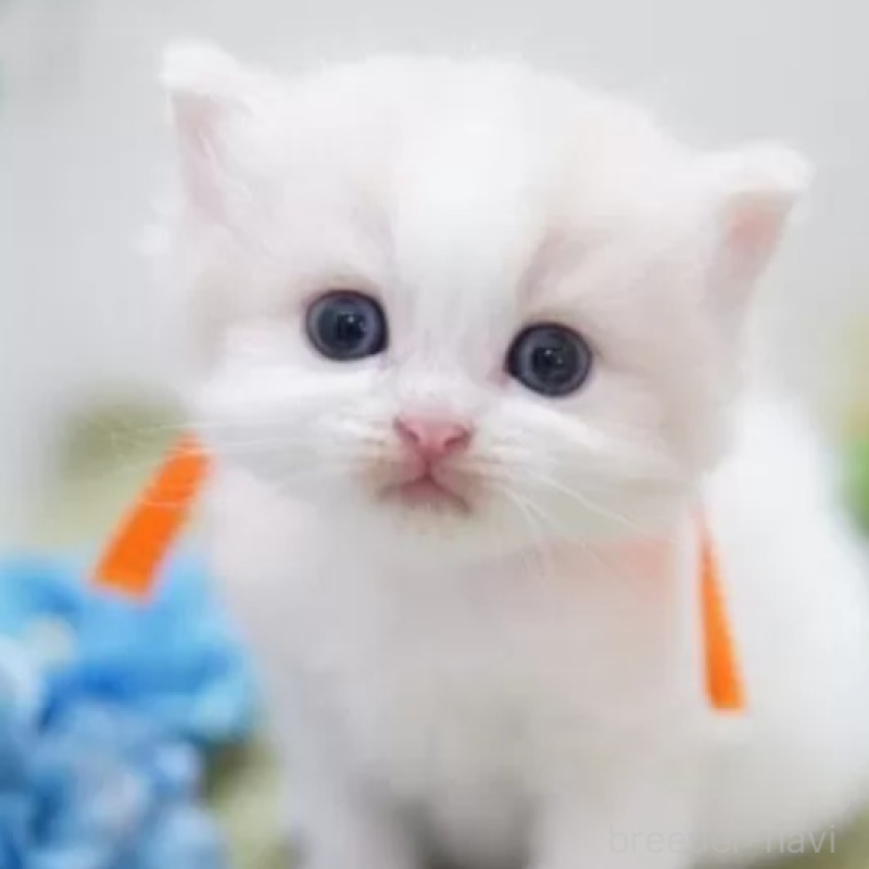 販売中の神奈川県のミヌエット-138331