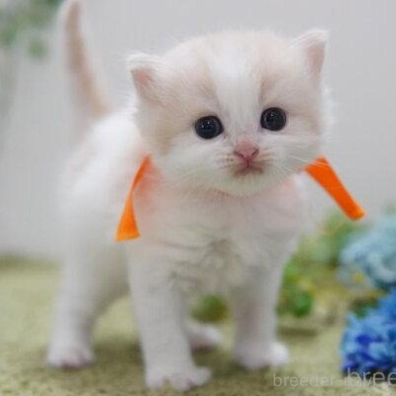 販売中の神奈川県のミヌエット-138331の4枚目