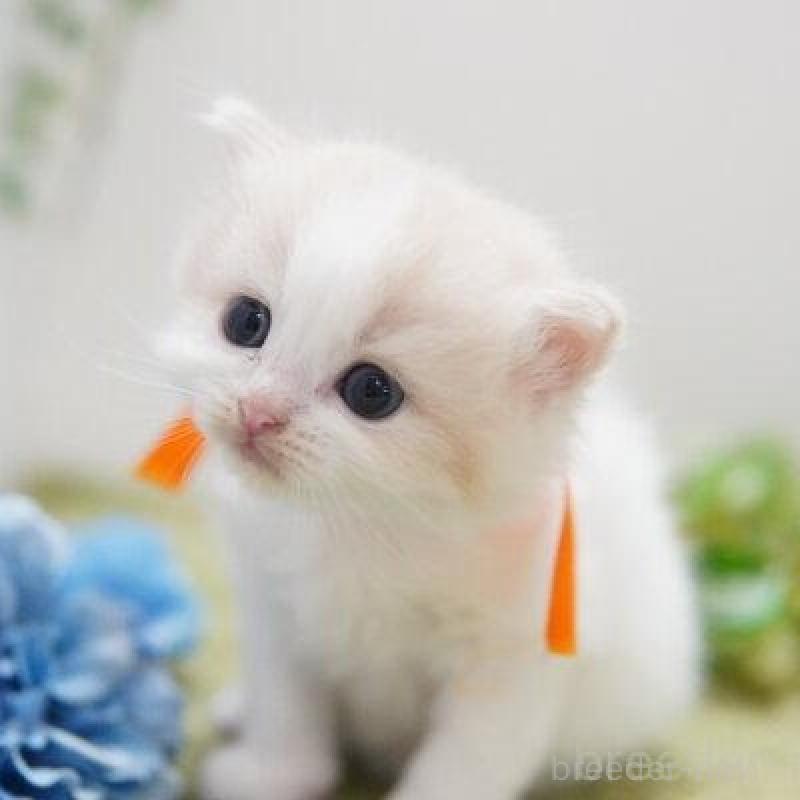 販売中の神奈川県のミヌエット-138331の3枚目