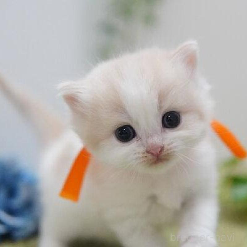 販売中の神奈川県のミヌエット-138331の2枚目