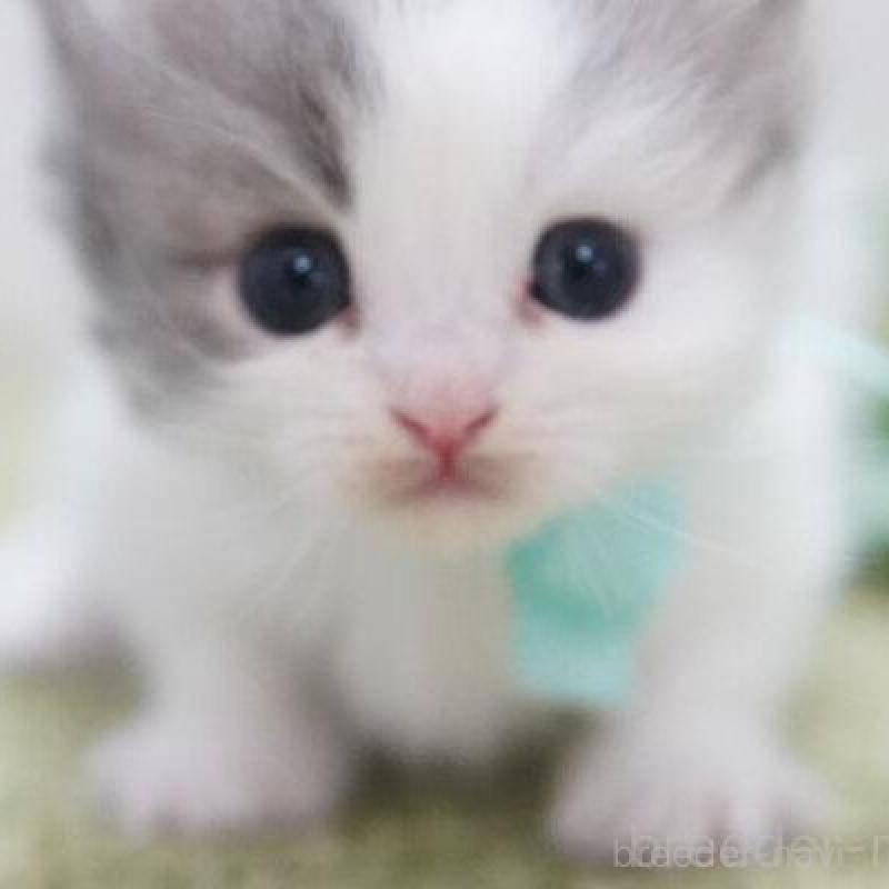 販売中の神奈川県のミヌエット(短足)-138332の5枚目