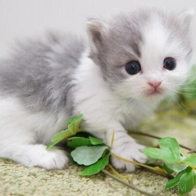 販売中の神奈川県のミヌエット(短足)-138332の4枚目