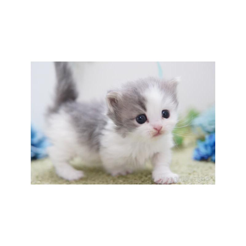 販売中の神奈川県のミヌエット(短足)-138332の3枚目