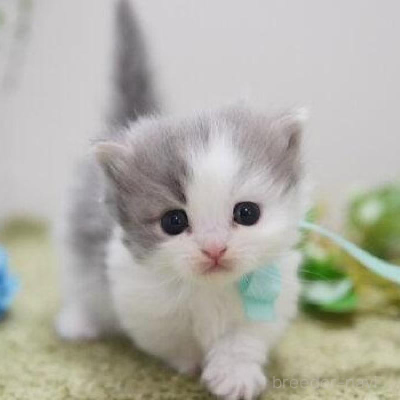 販売中の神奈川県のミヌエット(短足)-138332の2枚目