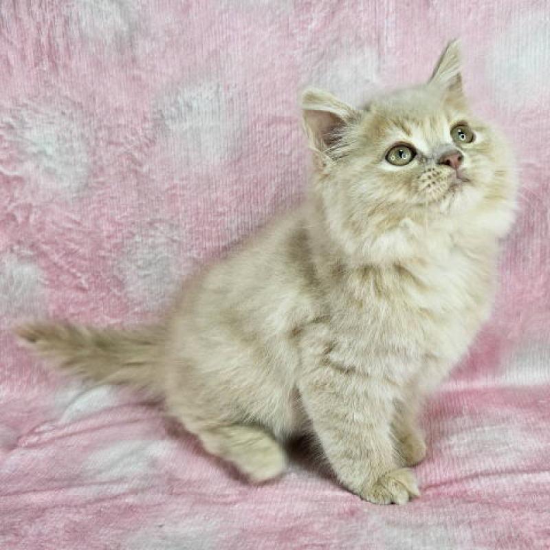 販売中の東京都のマンチカン-138333の8枚目