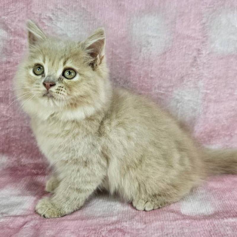 販売中の東京都のマンチカン-138333の7枚目