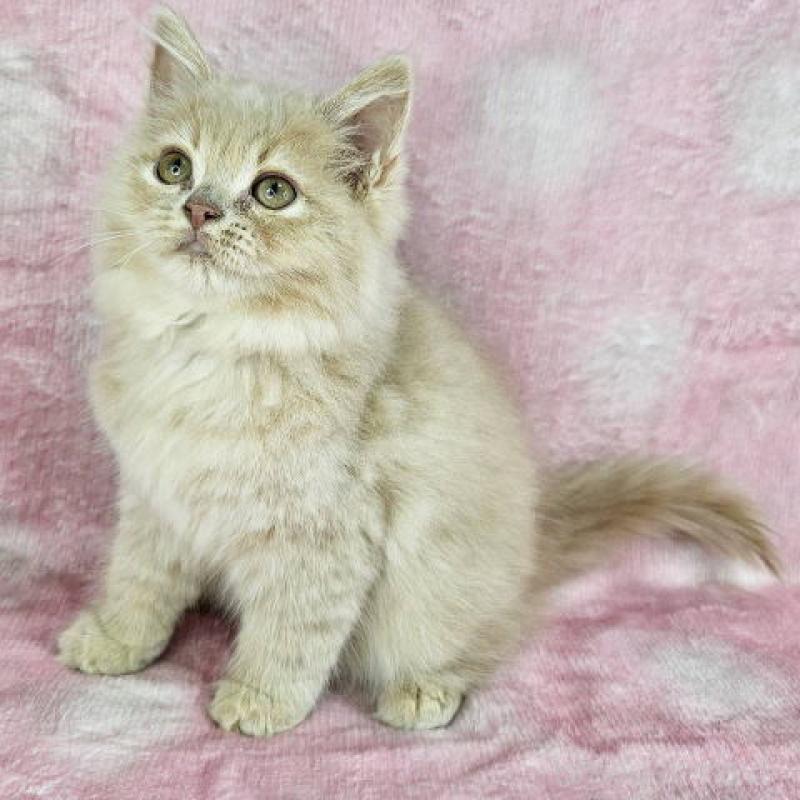 販売中の東京都のマンチカン-138333の6枚目