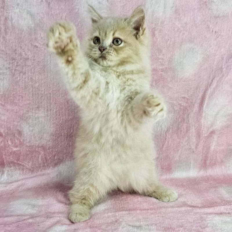 販売中の東京都のマンチカン-138333の5枚目