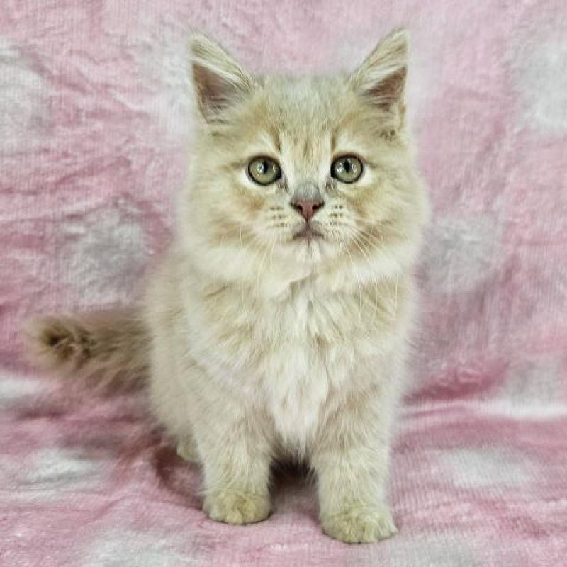 販売中の東京都のマンチカン-138333の1枚目