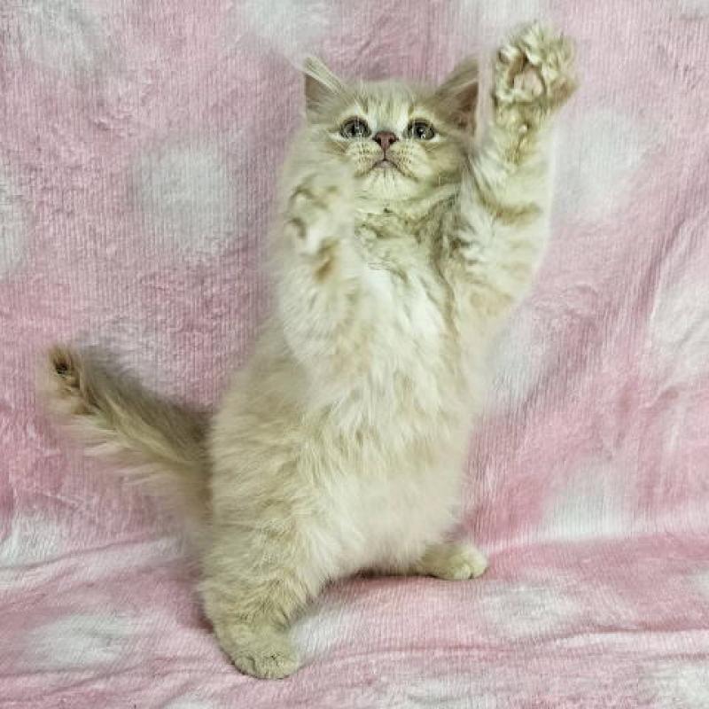 販売中の東京都のマンチカン-138333の4枚目