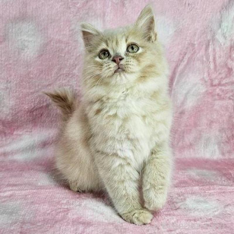 販売中の東京都のマンチカン-138333の3枚目