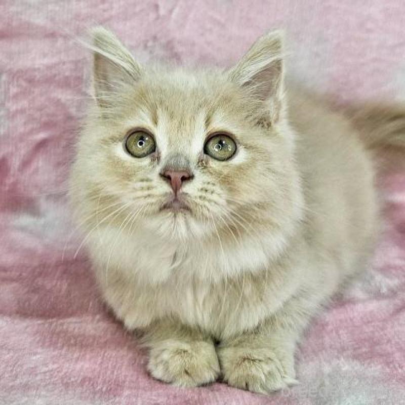 販売中の東京都のマンチカン-138333の2枚目