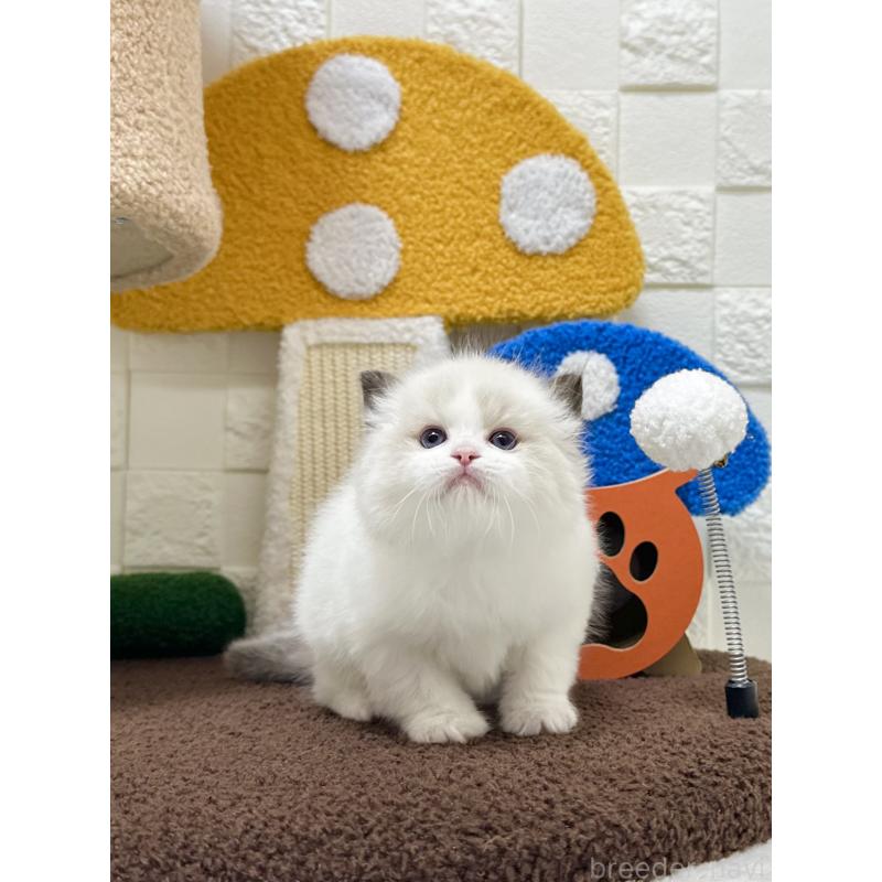 販売中の三重県のラグドール-138334の5枚目