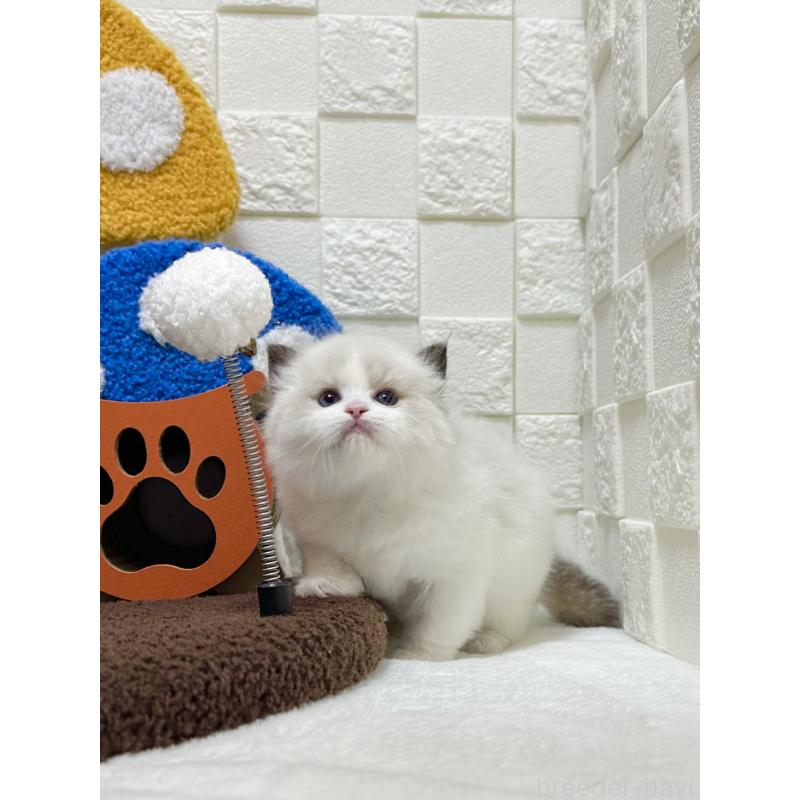 販売中の三重県のラグドール-138334の4枚目