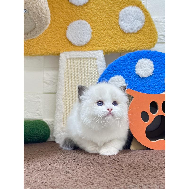 販売中の三重県のラグドール-138334の3枚目