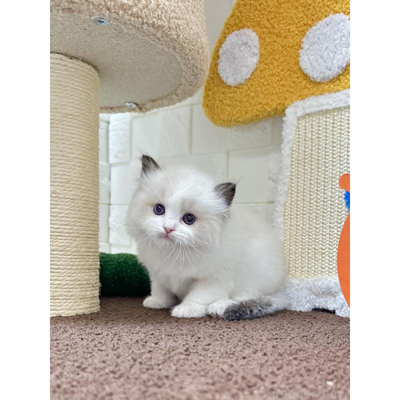 販売中の三重県のラグドール-138334の2枚目