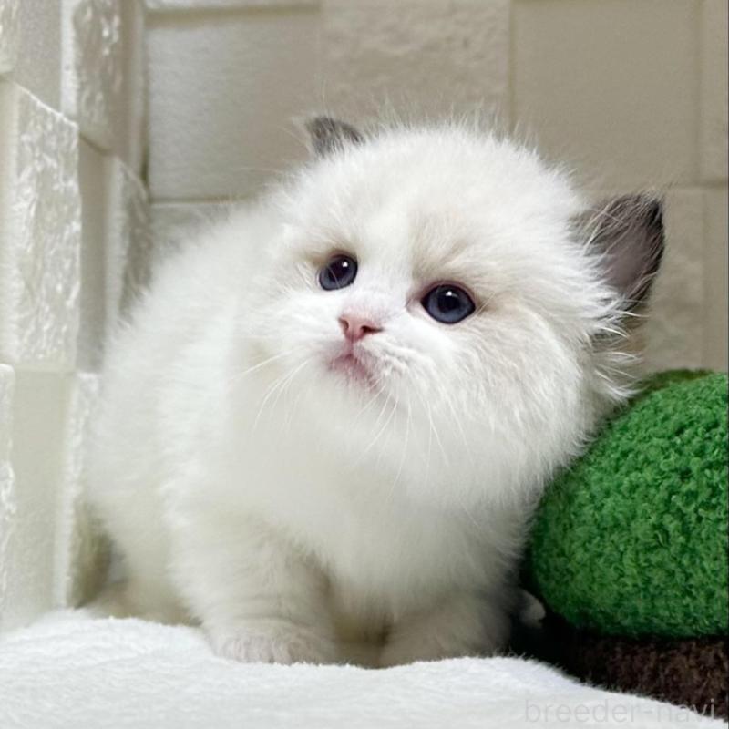 販売中の三重県のラグドール-138334