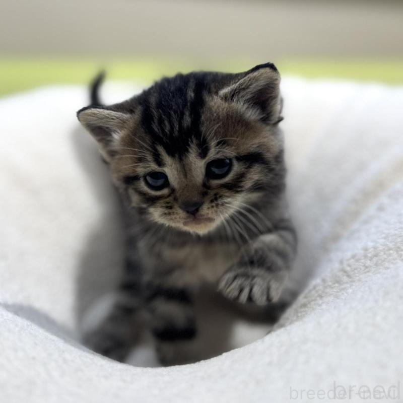 販売中の岐阜県のマンチカン-138335の1枚目