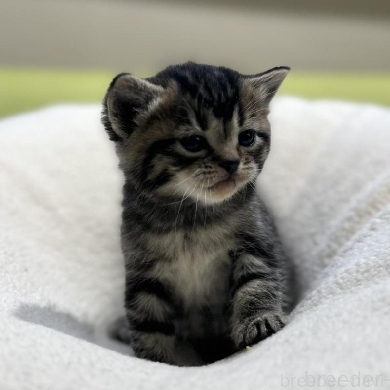 販売中の岐阜県のマンチカン-138335の4枚目