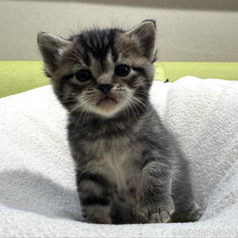 販売中の岐阜県のマンチカン-138335の3枚目