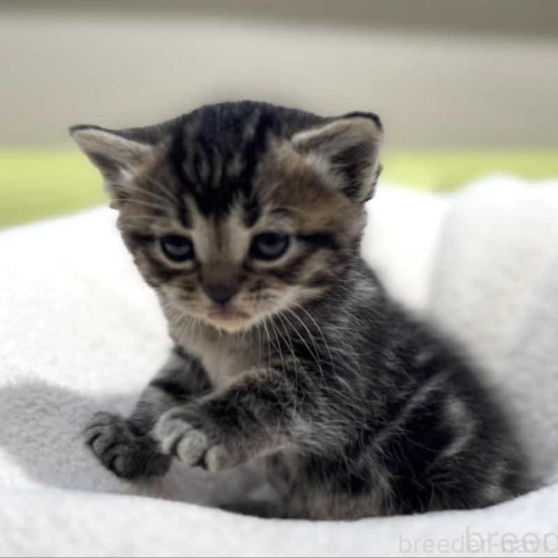 販売中の岐阜県のマンチカン-138335の2枚目