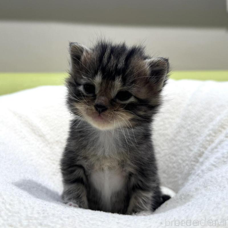 販売中の岐阜県のマンチカン-138336