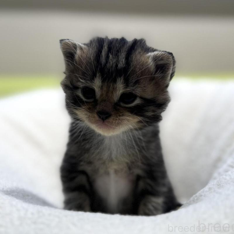 販売中の岐阜県のマンチカン-138336の4枚目