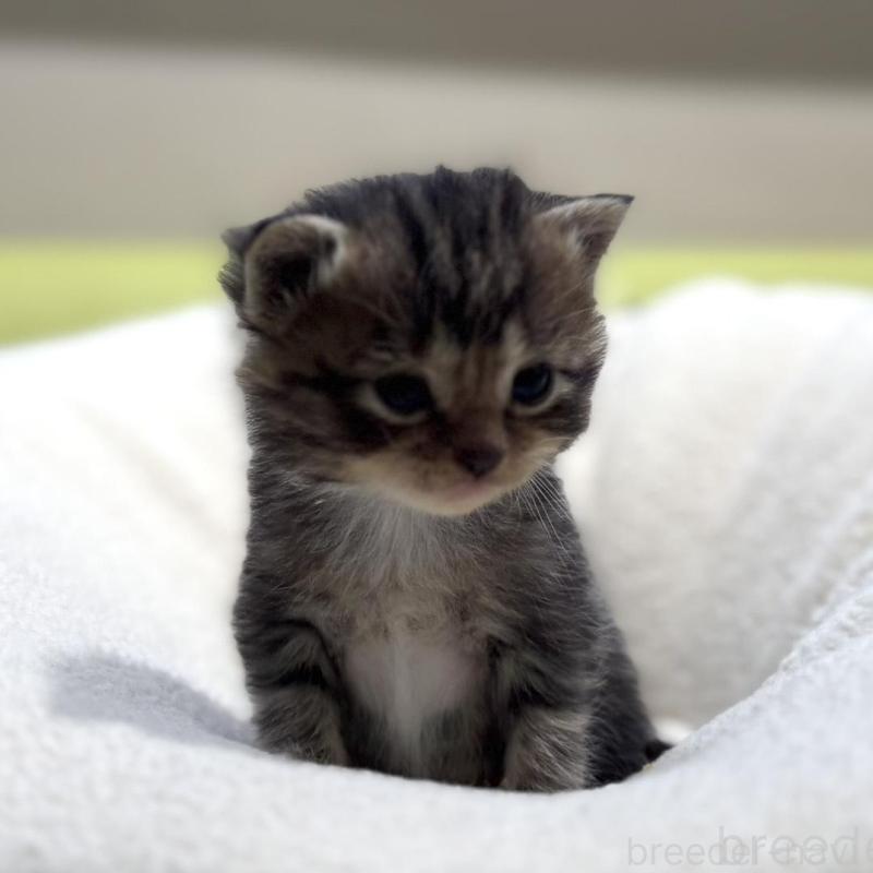 販売中の岐阜県のマンチカン-138336の3枚目