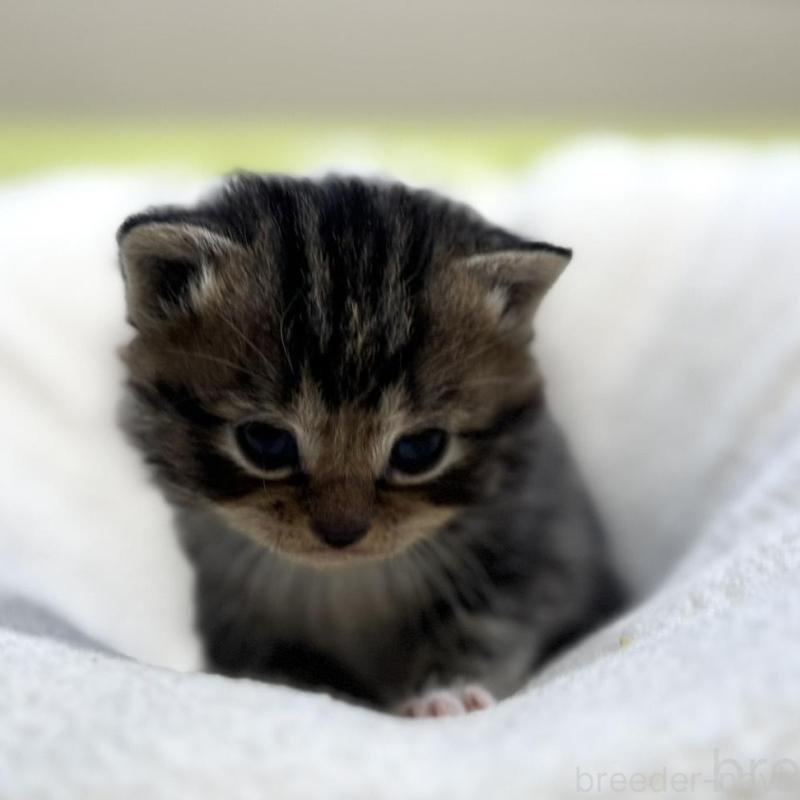 販売中の岐阜県のマンチカン-138336の2枚目