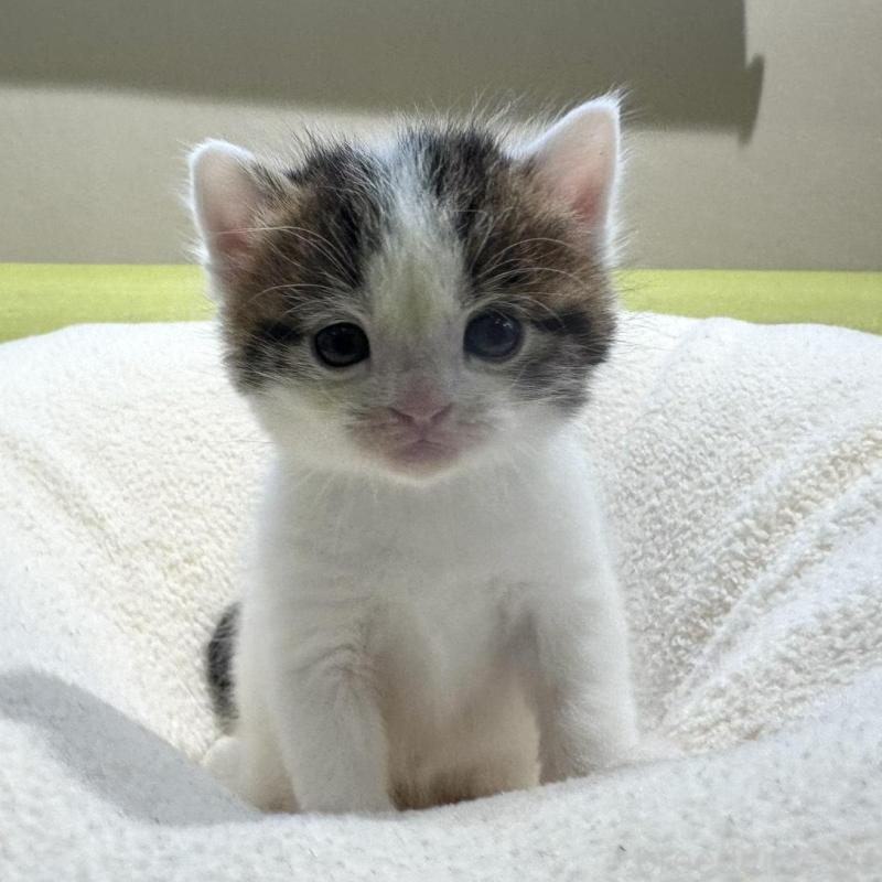 販売中の岐阜県のマンチカン-138337