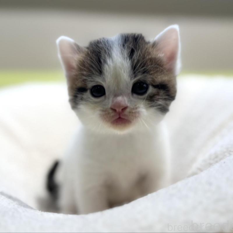 販売中の岐阜県のマンチカン-138337の5枚目