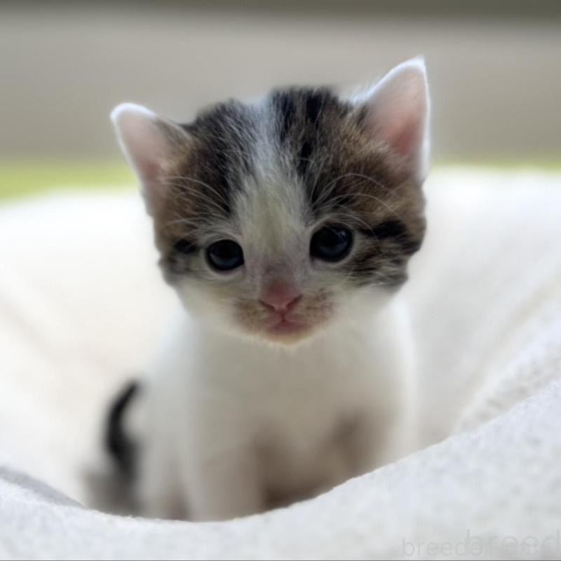 販売中の岐阜県のマンチカン-138337の4枚目