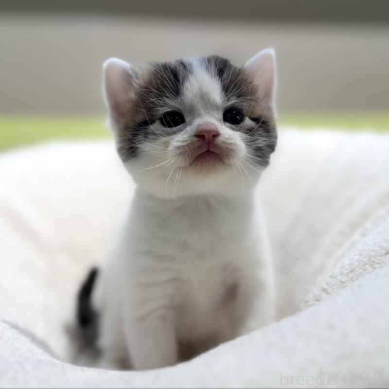 販売中の岐阜県のマンチカン-138337の3枚目