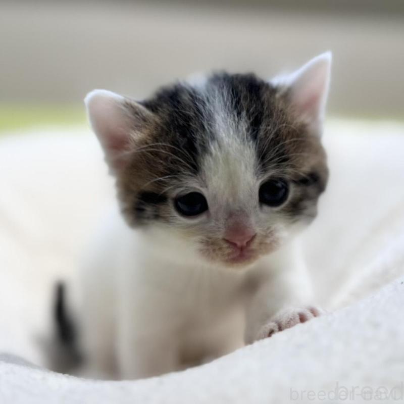 販売中の岐阜県のマンチカン-138337の2枚目