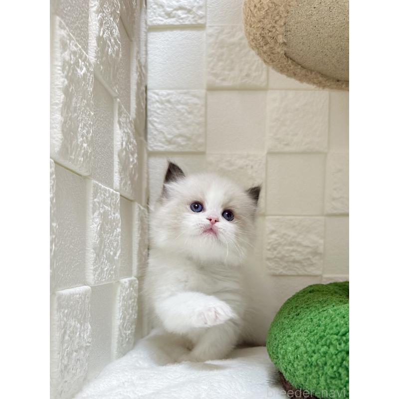 販売中の三重県のラグドール-138338の5枚目