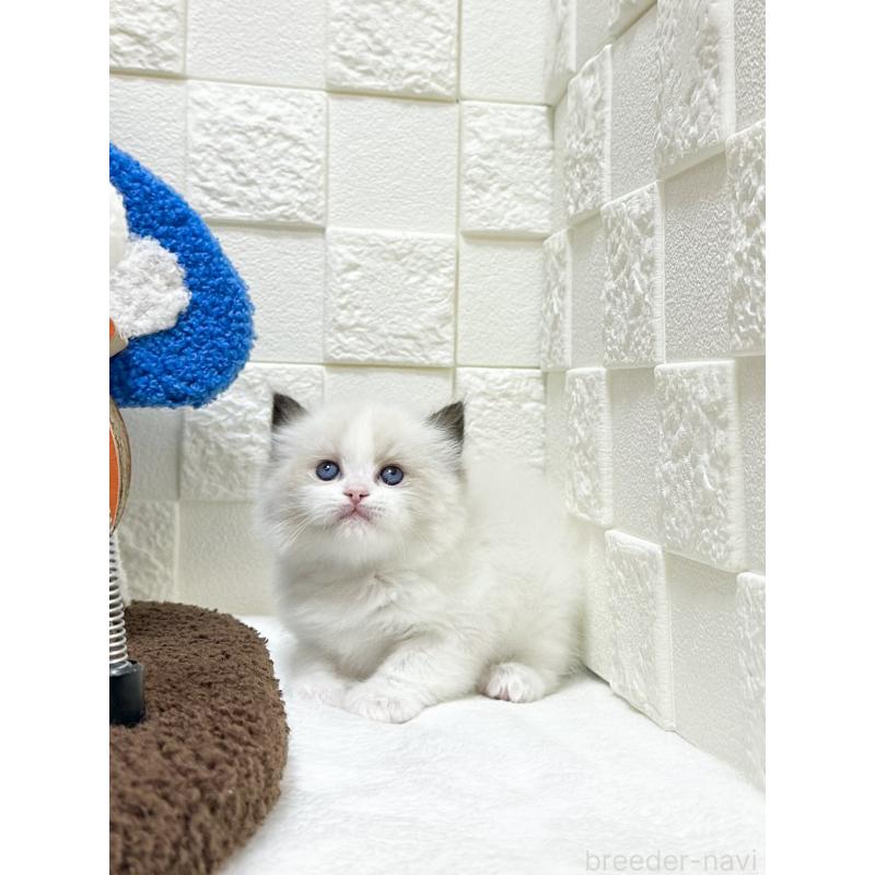 販売中の三重県のラグドール-138338の4枚目