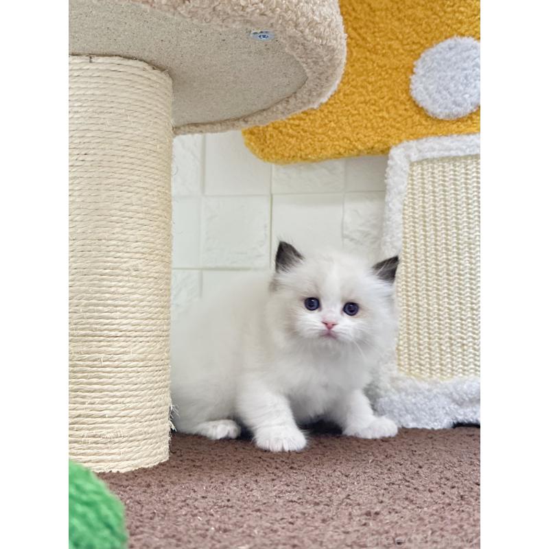 販売中の三重県のラグドール-138338の3枚目