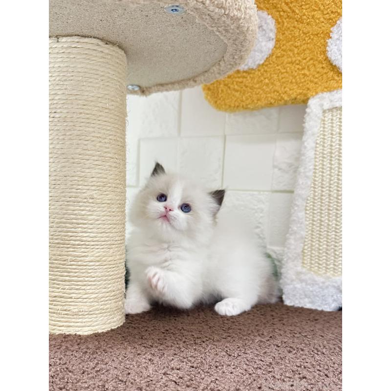 販売中の三重県のラグドール-138338の2枚目