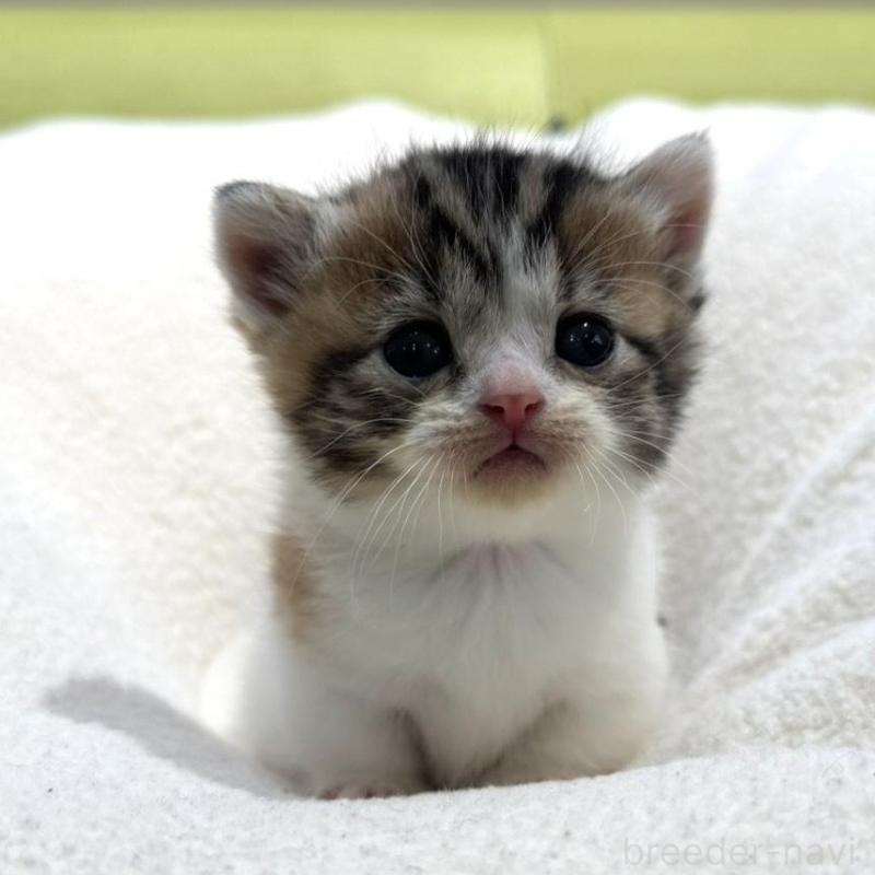 販売中の岐阜県のマンチカン(短足)-138339