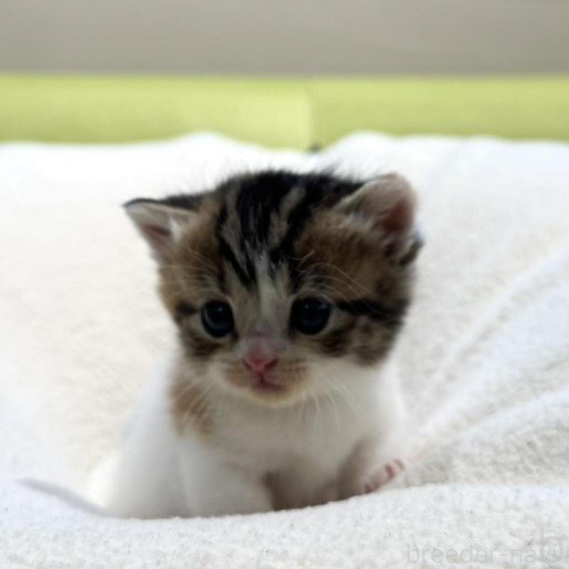 販売中の岐阜県のマンチカン(短足)-138339の7枚目