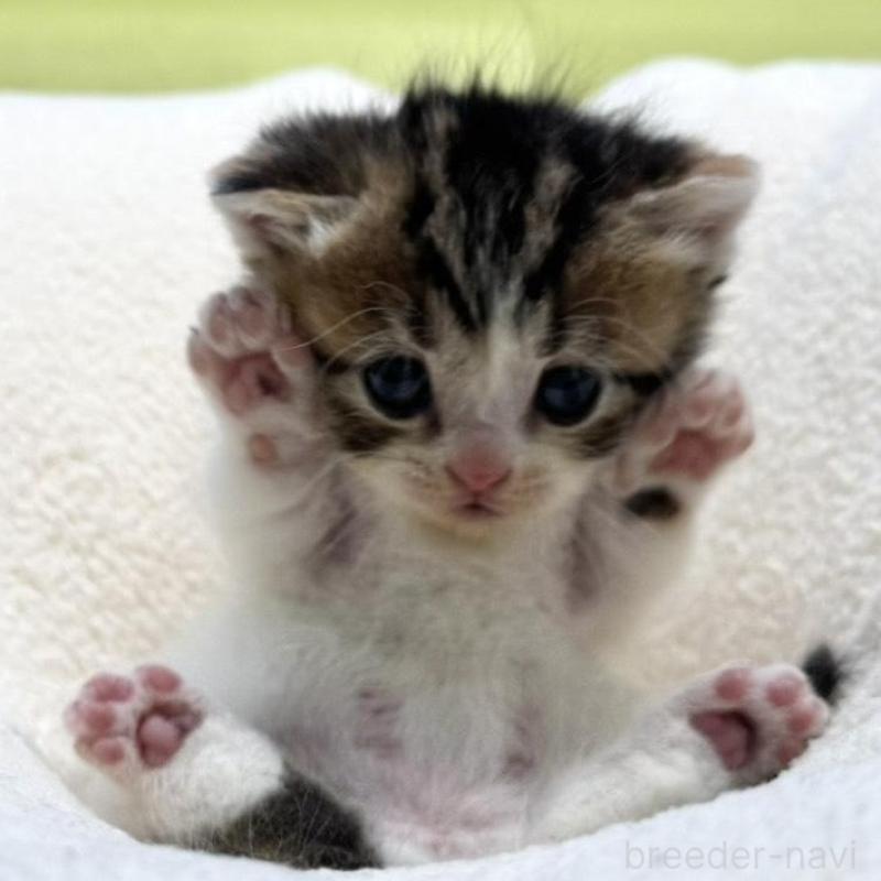 販売中の岐阜県のマンチカン(短足)-138339の6枚目