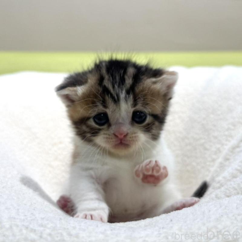 販売中の岐阜県のマンチカン(短足)-138339の5枚目