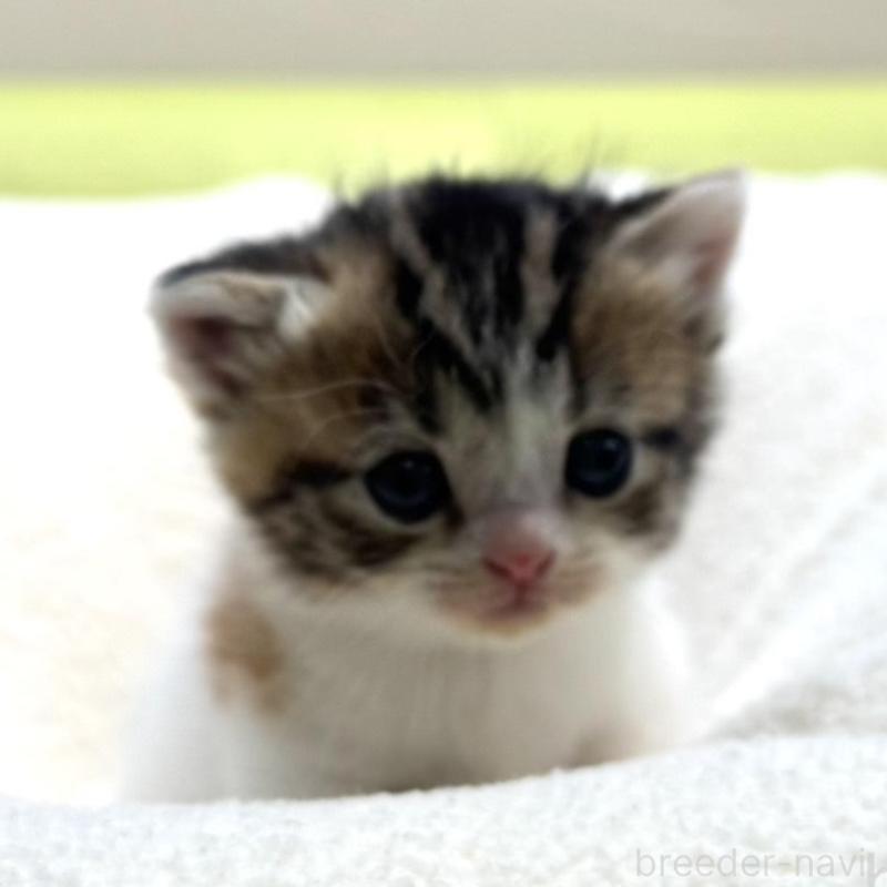 販売中の岐阜県のマンチカン(短足)-138339の4枚目