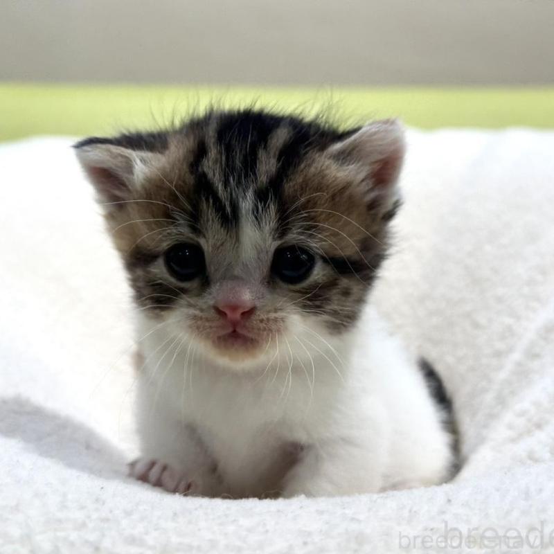 販売中の岐阜県のマンチカン(短足)-138339の3枚目