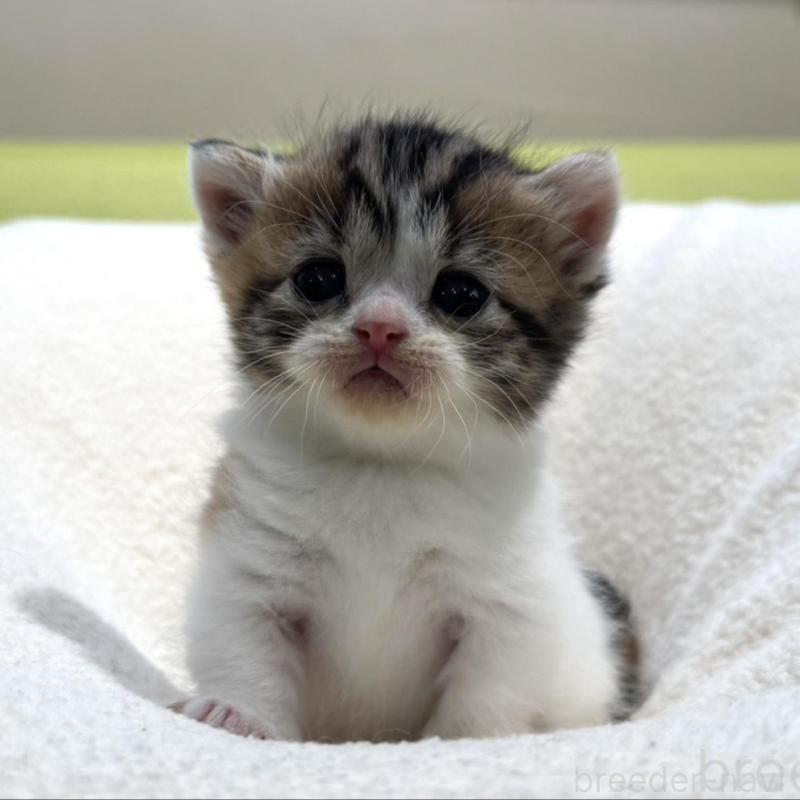 販売中の岐阜県のマンチカン(短足)-138339の2枚目