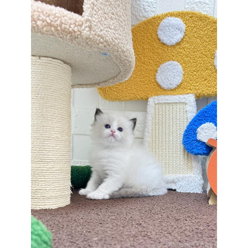 販売中の三重県のラグドール-138340の5枚目