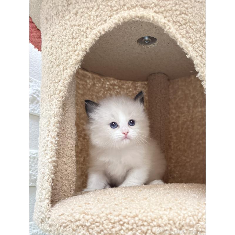 販売中の三重県のラグドール-138340の4枚目