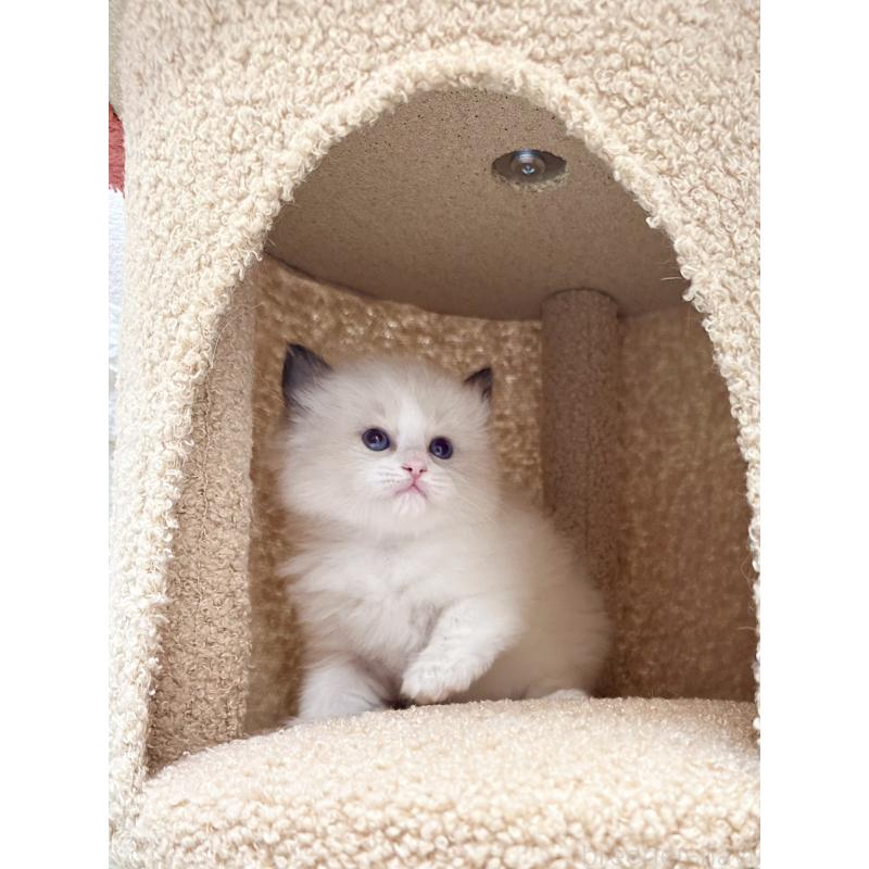 販売中の三重県のラグドール-138340の3枚目