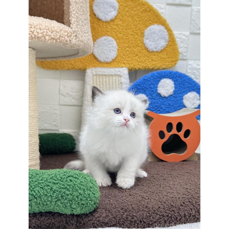 販売中の三重県のラグドール-138340の2枚目