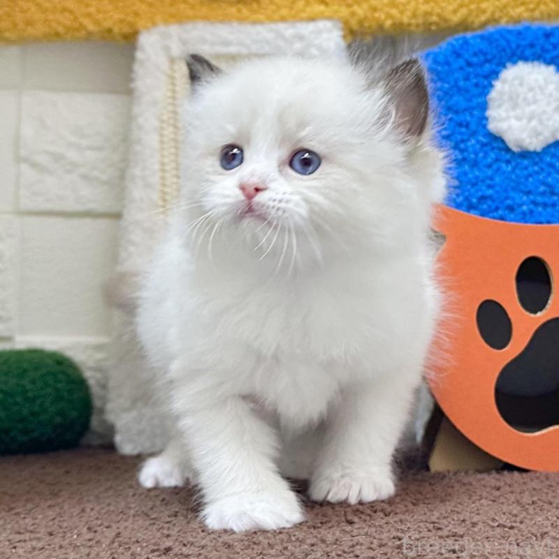 販売中の三重県のラグドール-138340